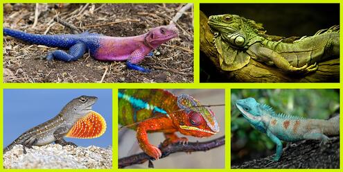 A chameleon, two lizards, and two iguanas all displaying vibrant skin colors.