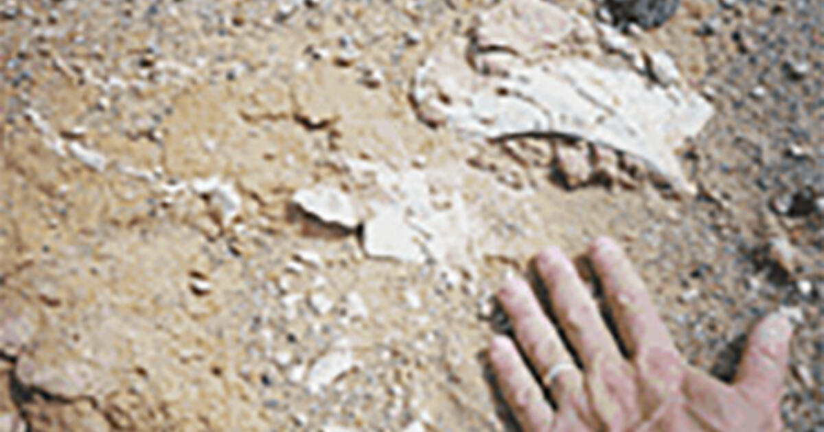 How did you a fossil? AMNH