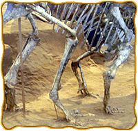 A Protoceratops fossil skeleton pictured from behind depicting the four legs and stomach.