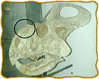 A Protoceratops fossil skull with the bump on its nose circled.