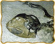 A Protoceratops fossil skull with a large bump on the nose.