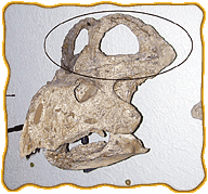 A Protoceratops fossil skull with its "frill" circled, the bony portion which juts out of the back of the head and over the neck.