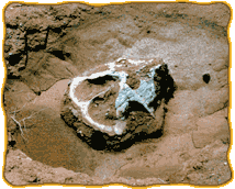 A partially excavated dinosaur fossil skull in the dirt.
