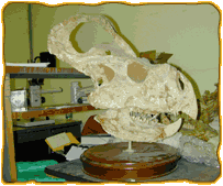 Protoceratops Skull
