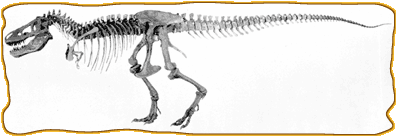 Tyrannosaurus Rex fossil skeleton against a light background.