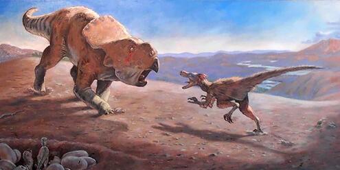 a velociraptor and protoceratops face each other in battle
