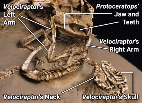 close up diagram of velociraptor's left arm grabbing protoceratops skull