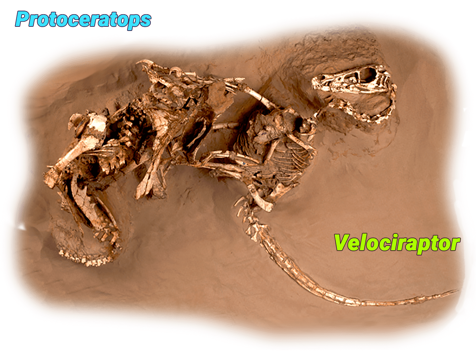 dinosaur fossil fighting