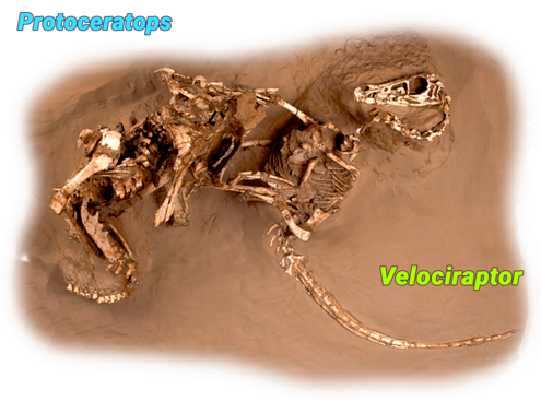 fossil of a Protoceratops and a Velociraptor locked in combat