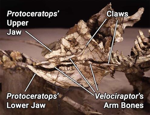 close up of Velociraptor's arm getting crunched in Protoceratops' beak