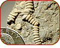 fossilized crinoids
