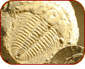 trilobite fossil