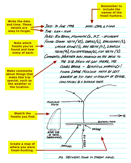 example of page out of a field journal with various data recorded and drawing of fossil found