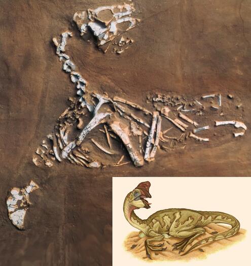 Oviraptor fossil before full excavation and inset image of what a Citipati would look like sitting on its nest