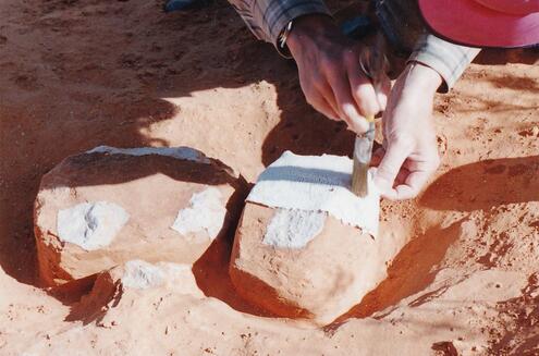 team member applying plaster to fossil