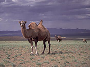 camels with two humps