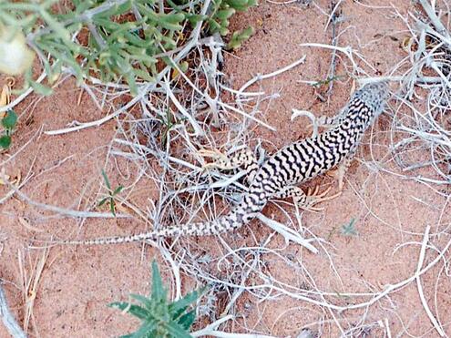 light and dark patterned lizard