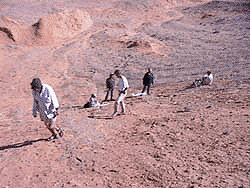 team spreading out and walking around searching for a spot they might have fossils