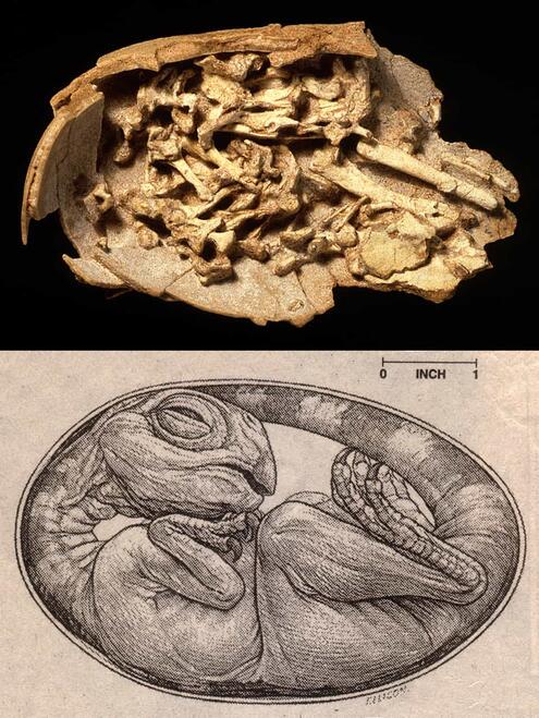 fossilized cluster of bones and shell above a drawing of what an oviratprorid embryo would have looked like inside the shell