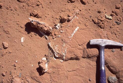 rock hammer on reddish soil with bones sticking out