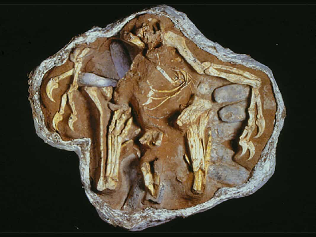 Fossil Hunting Great Discoveries AMNH