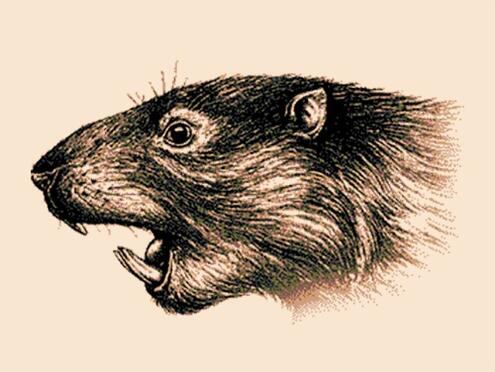 illustration of a rodent-like animal with large front teeth