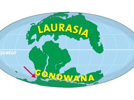 An arrow point at the southern part of Gondwana