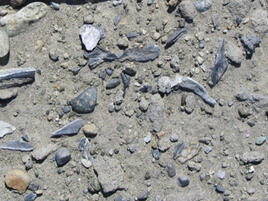 Gray little and middle size rocks and maybe fossils on light brown sand.