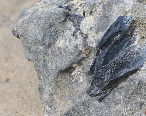 A dark gray fossil sticks out of a lighter gray rock.