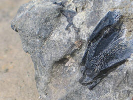 A dark gray fossil sticks out of a lighter gray rock.