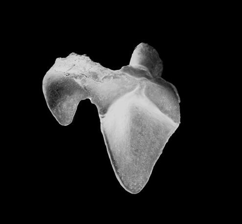 Black and white image of a fossil tooth on black background.