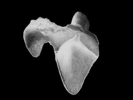 Black and white image of a fossil tooth on black background.