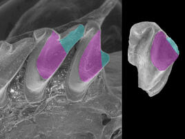 Black and white image comparing two different teeth. On the left a series of teeth on a jaw, on the left one tooth by itself, both with color markings