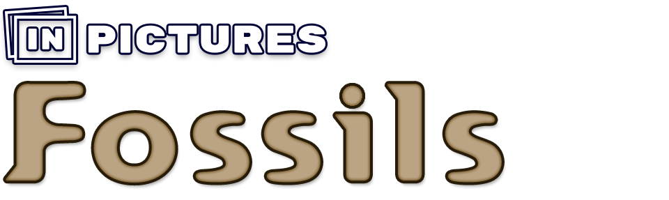 In Pictures: Fossils