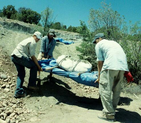 the team carries a wrapped fossil