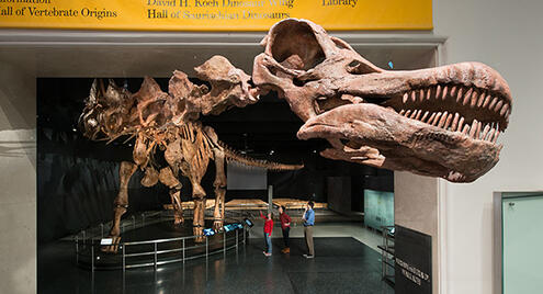 The head of the titanosaur fossil jutting out of the door of the Miriam and Ira D. Wallach Orientation Center.