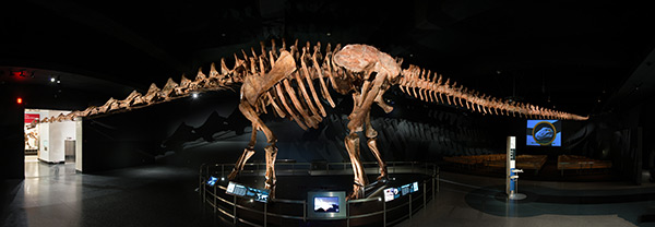 new titanosaur fossil