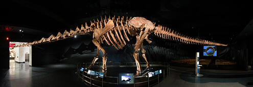 The titanosaur fossil in the Wallach Orientation Center with the skull not visible because it extends outside the door.