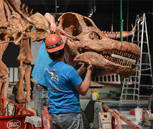 Two people in construction hats work on a dinosaur fossil mount, both holding up the skull.