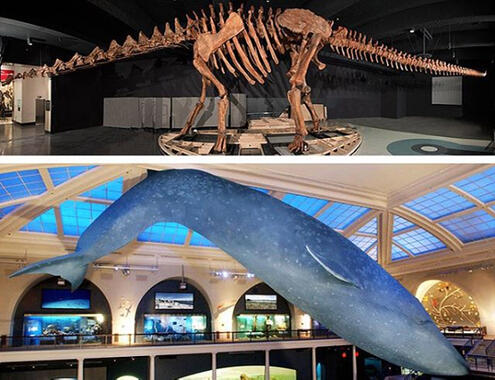 The titanosaur fossil mount on top and the blue whale model on the bottom, illustrating that the titanosaur fossil is longer.