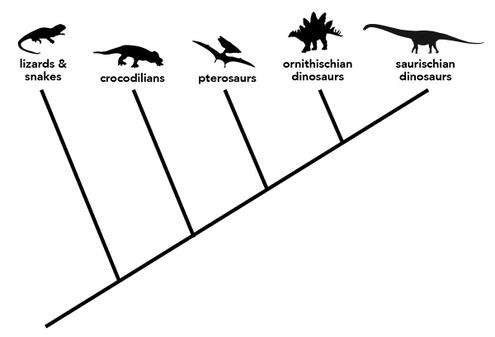 Cladogram (family tree) illustrating that lizards & snakes, crocodilians, pterosaurs, ornithischian dinosaurs, and saurischian dinosaurs are related.