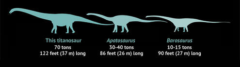 Illustrated graphic showing the sizes of a barosaurus (10-15 tons, 90 feet), apatosaurus (30-40 tons, 86 feet) and a titanosaur (70 tons, 122 feet).