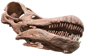 Titanosaur fossil skull.