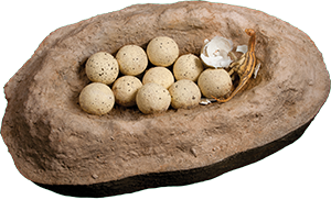 Visualization of a titanosaur nest with ten unhatched eggs and one hatched egg with a baby titanosaur having just emerged.