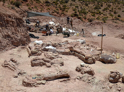 A paleontological excavation site with exposed fossil bones and a campsite for the scientists in the background.
