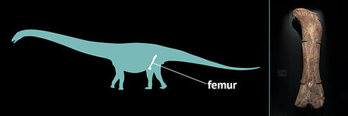 Illustrated outline of a titanosaur with the location of the femur bone highlighted, and a photograph of a femur bone beside the illustration.