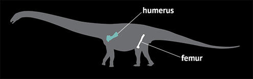 Illustrated outline of a titanosaur with the location of the humerus and femur bones highlighted.