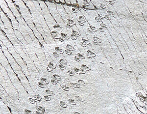 Many titanosaur footprints preserved in rock.