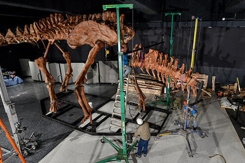 Three people in construction hats working on piecing the titanosaur fossil mount together. One of the workers is on a ladder reaching the fossil tail.