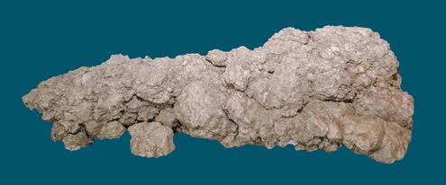 large coprolite